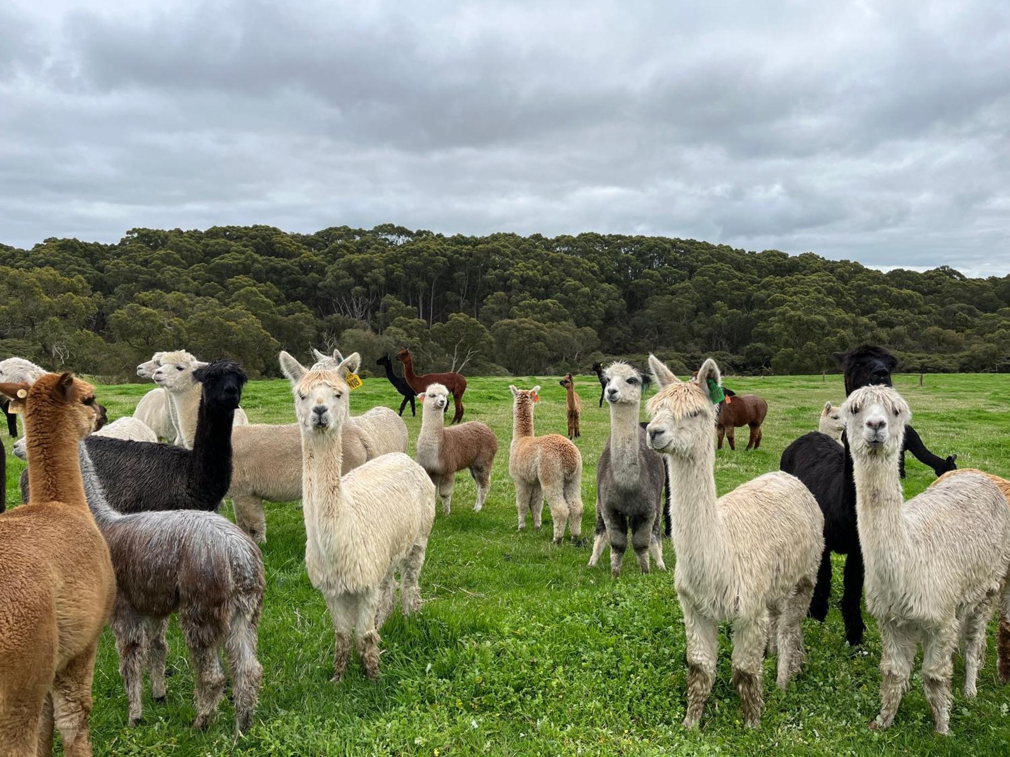 Twelve Apostles Motel & Country Retreat Princetown Buitenkant foto