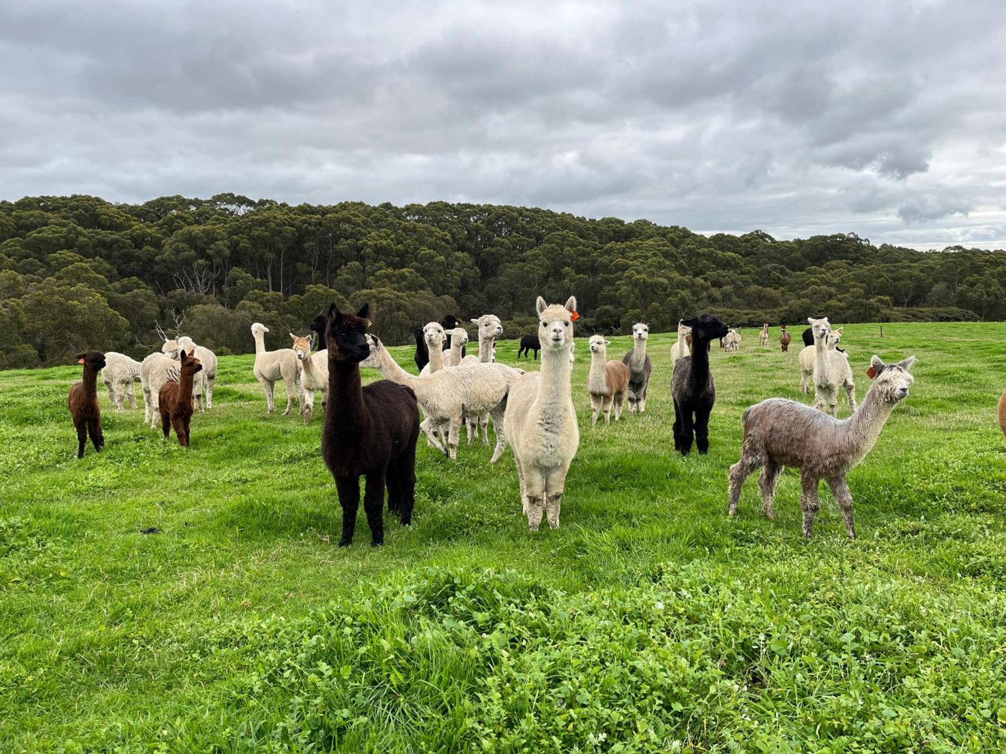 Twelve Apostles Motel & Country Retreat Princetown Buitenkant foto